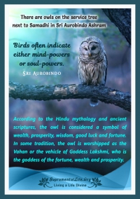 Owl Significance.jpg